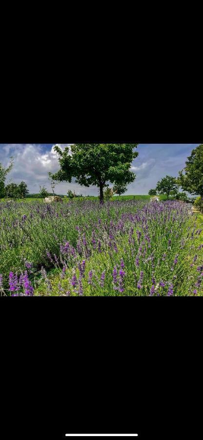 La Baita Nei Boschi Villa Serramazzoni ภายนอก รูปภาพ