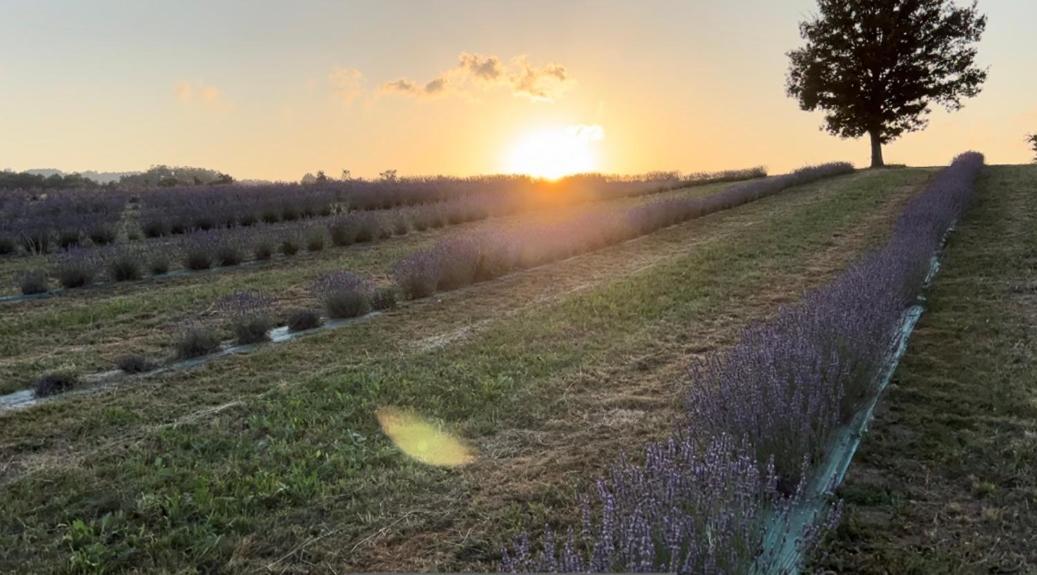 La Baita Nei Boschi Villa Serramazzoni ภายนอก รูปภาพ