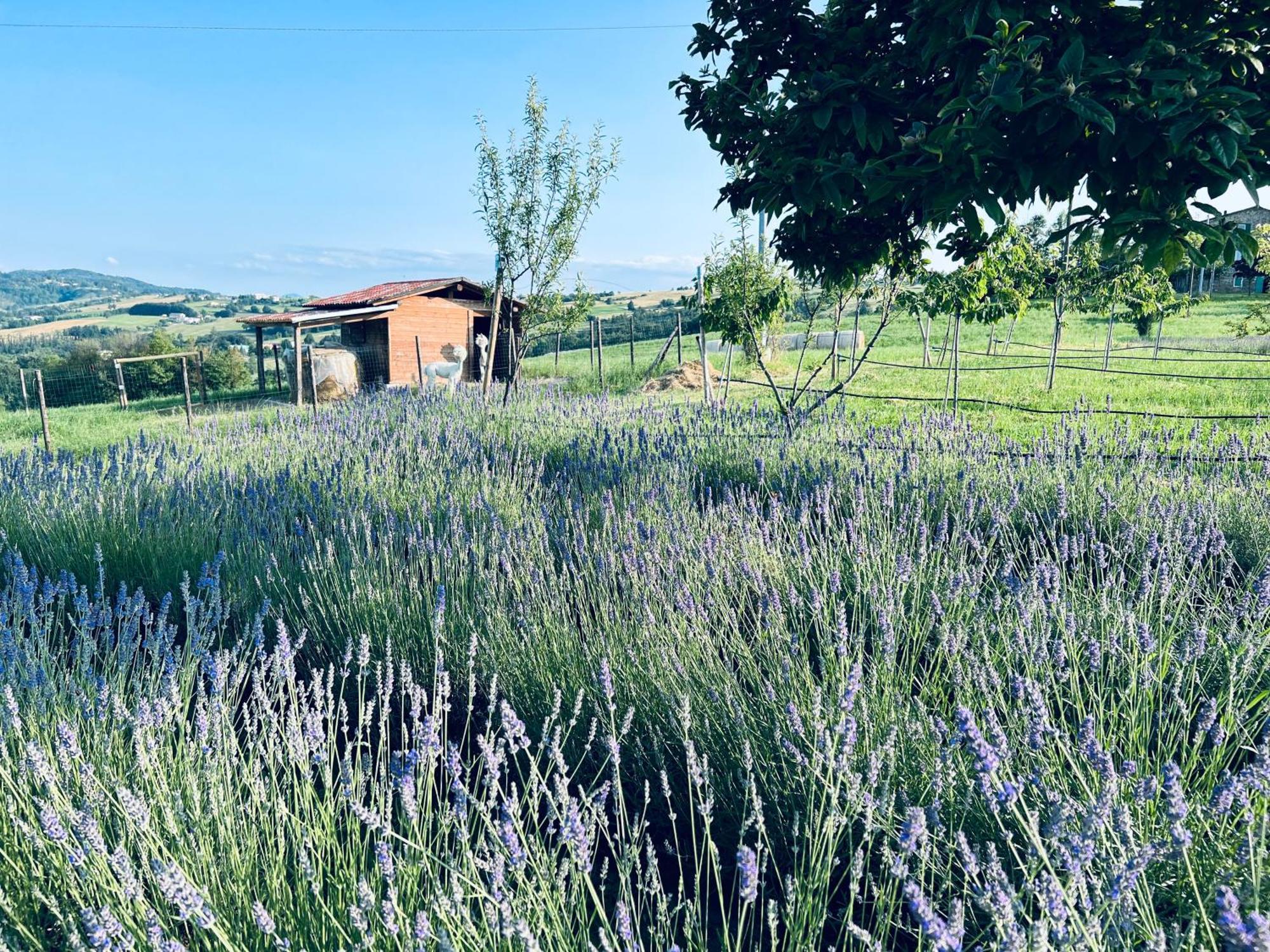 La Baita Nei Boschi Villa Serramazzoni ภายนอก รูปภาพ