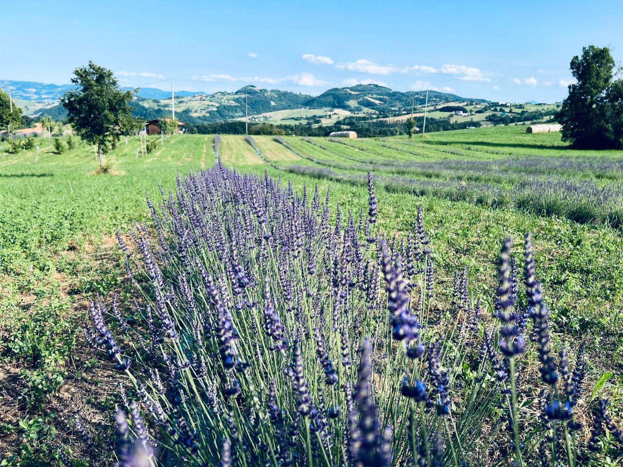 La Baita Nei Boschi Villa Serramazzoni ภายนอก รูปภาพ